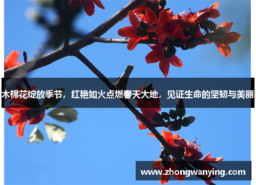木棉花绽放季节，红艳如火点燃春天大地，见证生命的坚韧与美丽