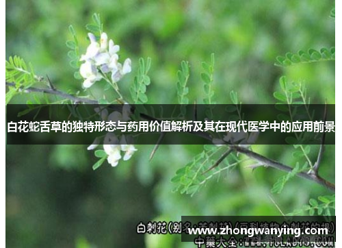 白花蛇舌草的独特形态与药用价值解析及其在现代医学中的应用前景