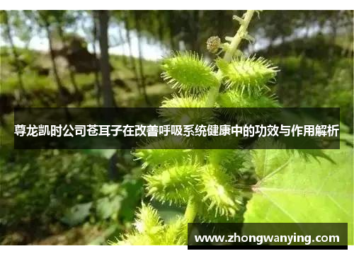 尊龙凯时公司苍耳子在改善呼吸系统健康中的功效与作用解析